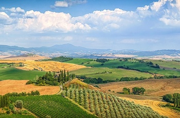 Val d'Orcia - smukt landskab med vinmarker i Toscana