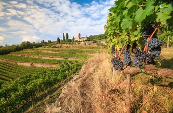 Vinmarker i Toscana