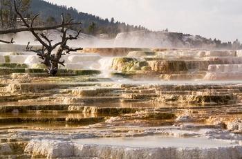 Mammoth Hot Springs i Yellowstone
