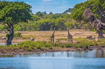 Giraffer ved vandhul i Krüger National Park
