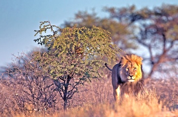 Løve i Krüger National Park