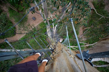 Oppe i The Gloucester Tree ved Pemberton, Western Australia