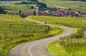 Vej gennem vinmark til landsby i Alsace, Frankrig