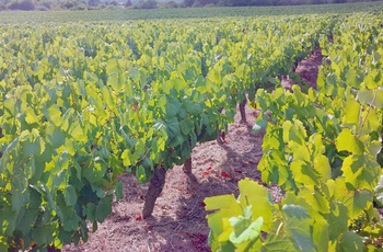 Vinmark i Loire-dalen nær byen Nantes, Frankrig