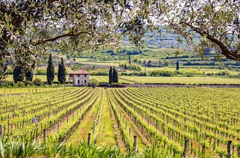 VInmark ved Gardasøen i Italien