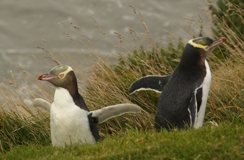 Yellow eyed pingviner - Dunedin