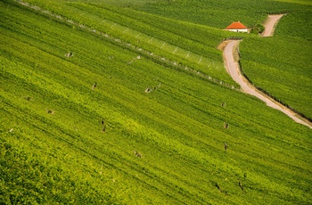 Vej gennem grønne marker, Rhinen-Mosel-Franken