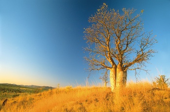 Kimberley Baobabtræ