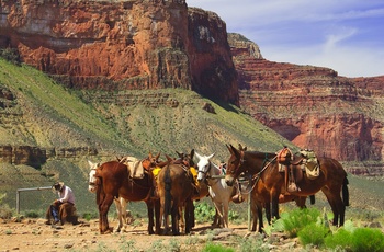 Æsler i Grand Canyon