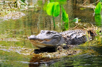 Alligator i Florida