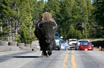 Bison på vejen ved Yellowstone Nationalpark