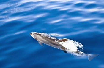Delfin