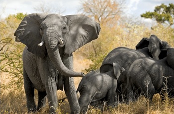 Oplev elefanter på safari i Sydafrika