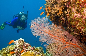 Dykning i Great Barrier Reef