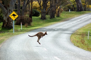 Kænguru i Australien