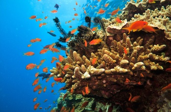 Great Barrier Reef i Australien