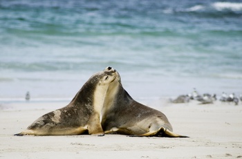 Oplev Kangaroo Island på kør-selv-ferie i Australien