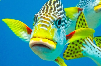 Fisk fra Great Barrier Reef