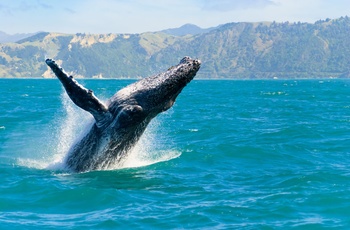 Hval set i Kaikoura, New Zealand