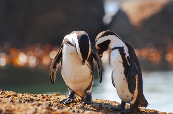 Pingviner i Sydafrika