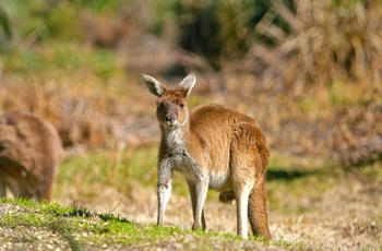 Kænguru i Australien