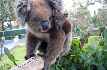 12_HI_AUS_Koala_2.jpg