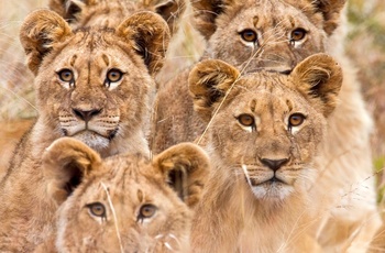 Nysgerrige løveunger i Krüger nationalpark
