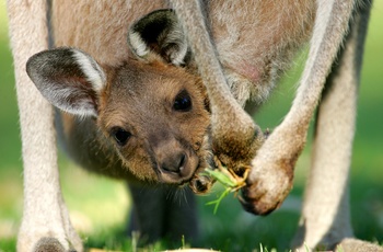 Kænguru i Australien