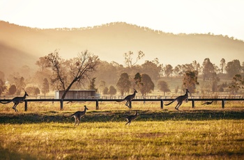 Kænguruer i Hunter Valley i Australien