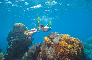 Snorkling i Great Barrier Reef - Queensland