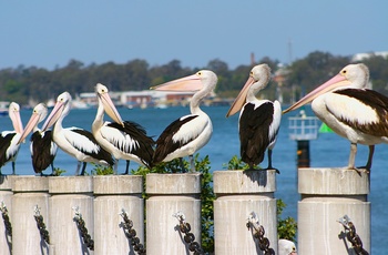 Pelikaner i Brisbane