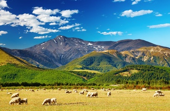 får på græsenge i New Zealand