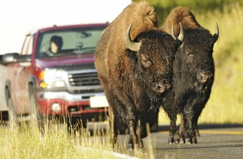 Bisoner stopper trafikken i Yellowstone