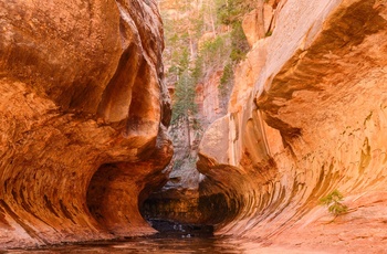 Kløft i Zion nationalparken i USA