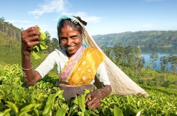 Teplukker i Sri Lanka - Kan eks. opleves på rundrejse