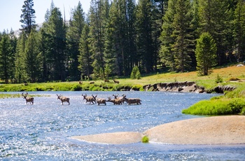 Elge krydser flod i Yosemite Nationalpark