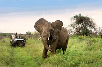 Safari i Phinda Private Game Reserve