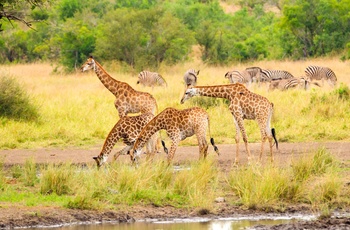 Giraffer i Kruger nationalpark i Sydafrika