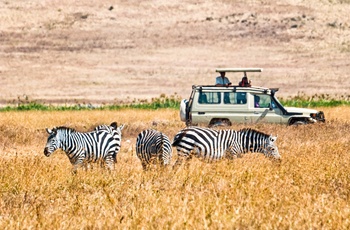 Safari i kruger nationalpark i Sydafrika
