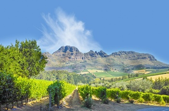 Smuk natur nær Stellenbosch i Sydafrika