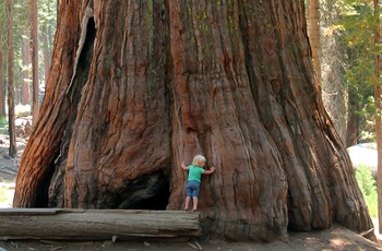 Stort Sequoia-træ i Yosemite Nationalpark
