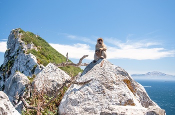 Berberabe sidder majestætisk på Gilbraltar-klippen
