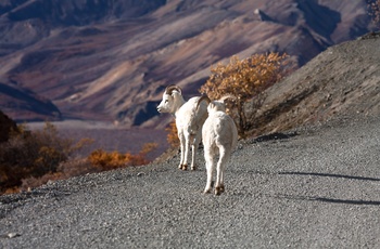 Geder i Denali Nationalpark, Alaska i USA