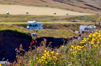 Autocamper i Island - smuk blomstereng ved campingplads