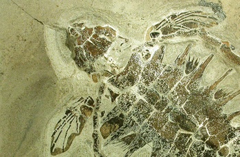 Moler på Mors og Fur - Danekræ, Skildpaddefossil. Foto: Museum Mors