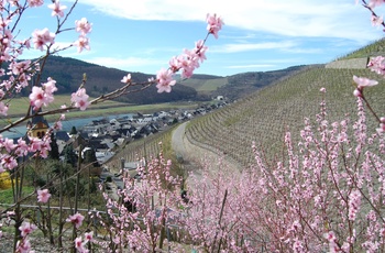 Mosel om foråret