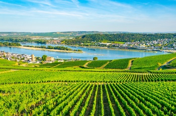 Rhinen og vinmarkerne ved Rüdesheim vest for Frankfurt