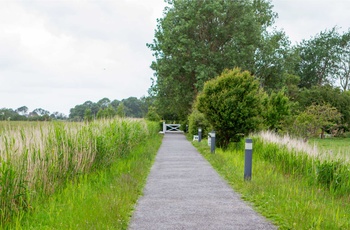 Stier ved Nolde Museum