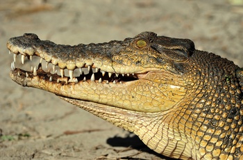 Krokodille i Daintree regnskov i Queensland 