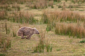 Løbende vombat i Australien 